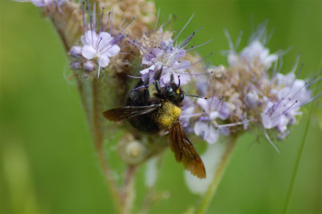 maschio di Xylocopa violacea